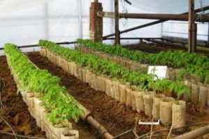 At what distance should tomatoes be planted in a greenhouse