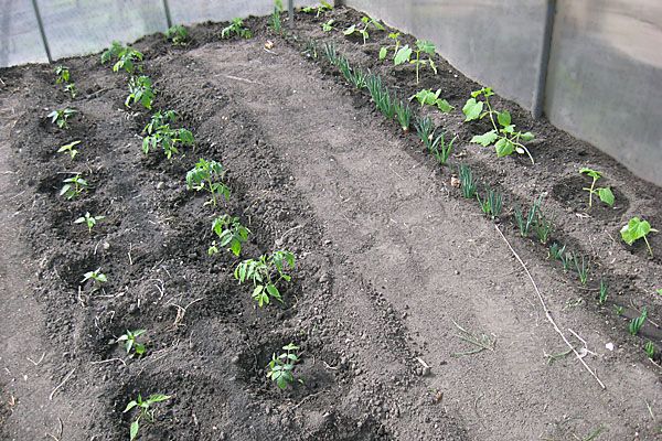 arrangement of tomato