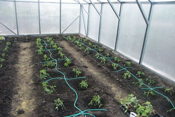 planting in a greenhouse