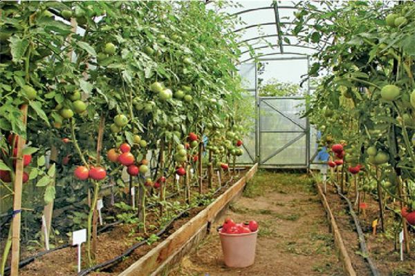  tomates dans la serre