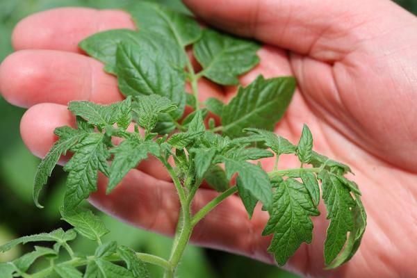 tomate dans la paume