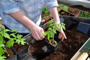 The timing of when to plant tomatoes for seedlings for the Moscow region