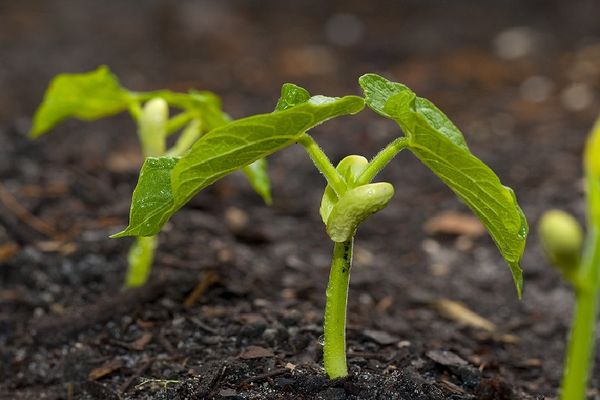 planter des haricots