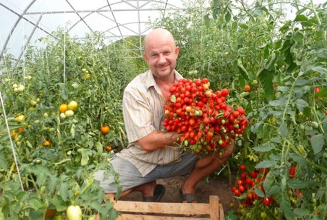 Penerangan dan ciri-ciri varieti tomato Geranium Kiss, hasilnya