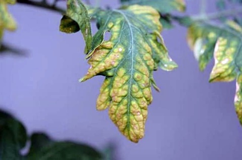 feuille jaune de plants de tomates