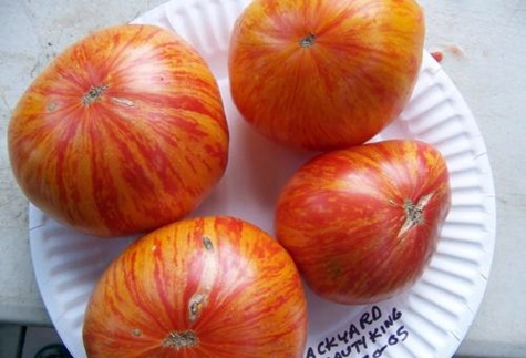 tomatoes king of beauty on a plate