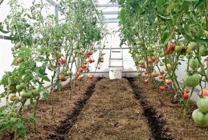 How and what is the right way to mulch tomatoes in a greenhouse and open field