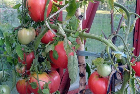 tomato membanggakan kebanggaan nenek di kebun