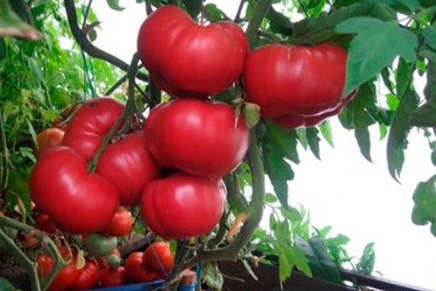 arbustos de tomate Miel rosa