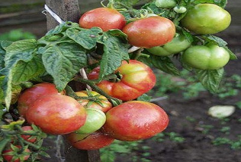 tomates attachées