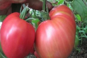 Ciri-ciri dan keterangan pelbagai tomato spam Pink