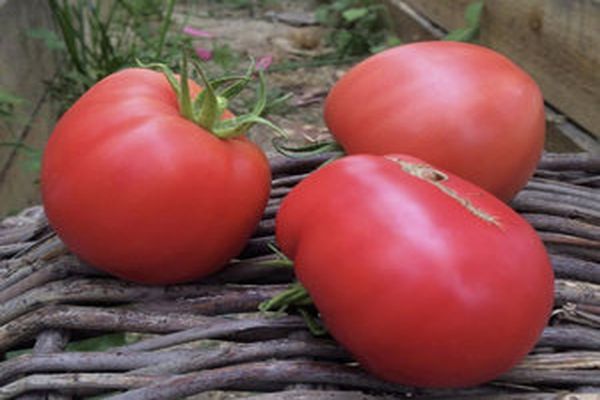 harvest of tomato