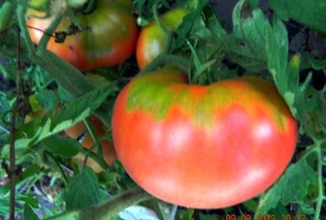 arbustos de tomate mejillas rosadas