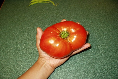 tomato besar