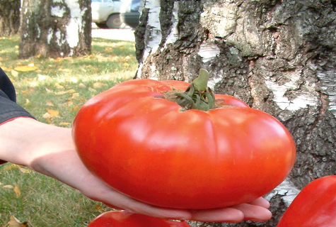 tomate sur fond de bouleau