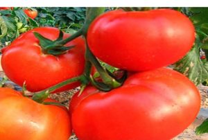 Description and characteristics of the tomato variety Seven forty