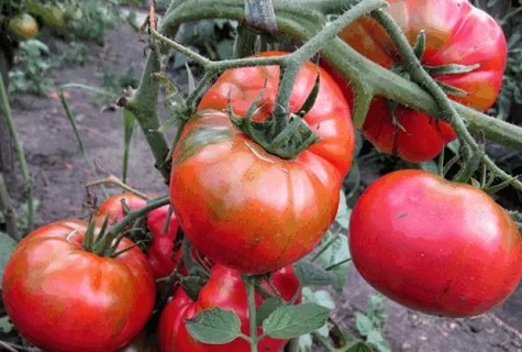 tomato sugar