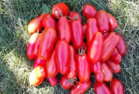 fruits in the hay