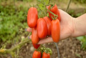 Popis a charakteristika odrůdy rajčat San Marzano