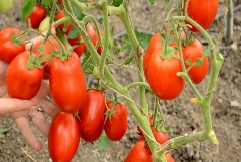 tomàquet italià