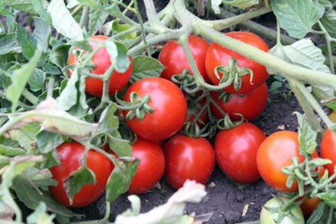 arbustes de tomates Countryman