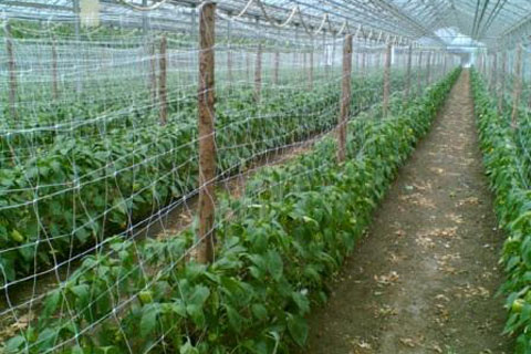 greenhouse cucumber net