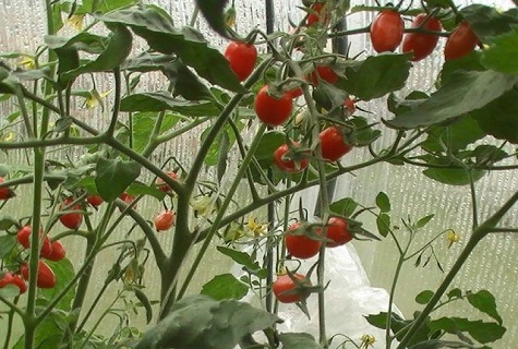 baby in greenhouse