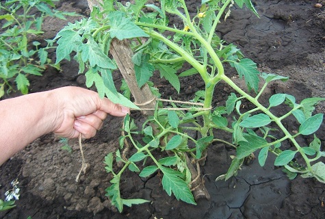 fixation de la tomate