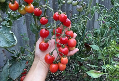 Tomate travieso en el jardín