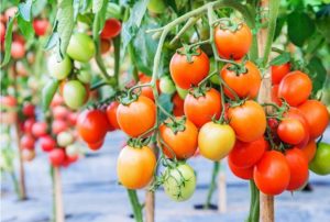 Descripción y características de la variedad de tomate del meteorito Chelyabinsk.