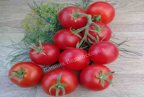 tomato tahan lama