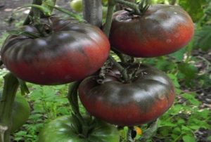 Description et caractéristiques de la variété de tomate Black Baron