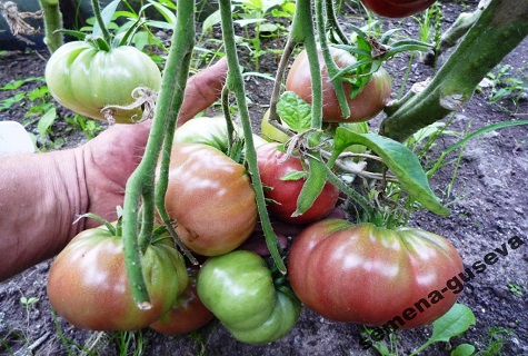 tomates hybrides