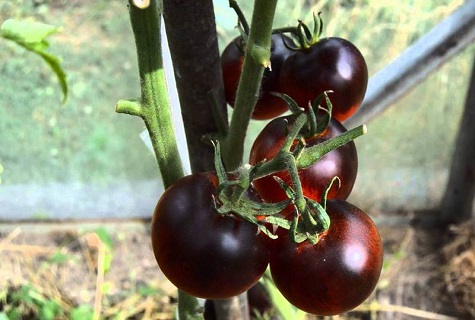 black in the greenhouse