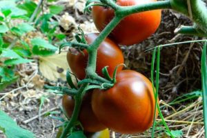 Descripción y características de la variedad de tomate Chocolate milagro