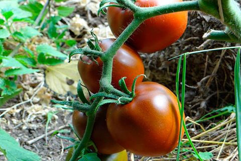 tomatoes on a branch