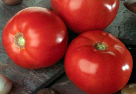 tomato 100 peratus f1 di atas meja