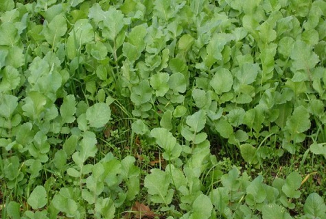 radish for tomato