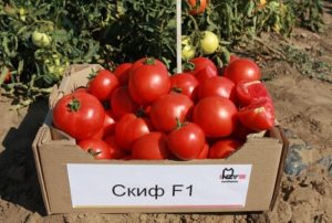 Characteristics and description of the Scythian tomato variety