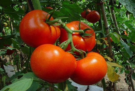 Escitas en el jardín