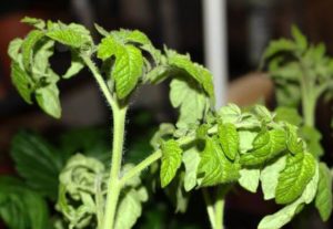 Mengapa anak benih tomato layu dan daun curl dan apa yang perlu dilakukan