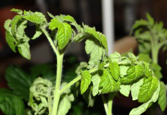 hojas enrolladas de plántulas de tomate