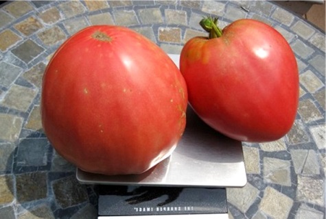 Selection of the sweetest varieties of tomatoes for open ground and greenhouses