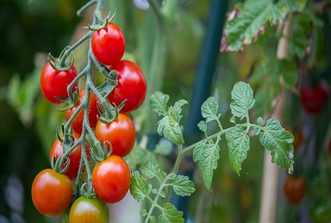 tomates dulces