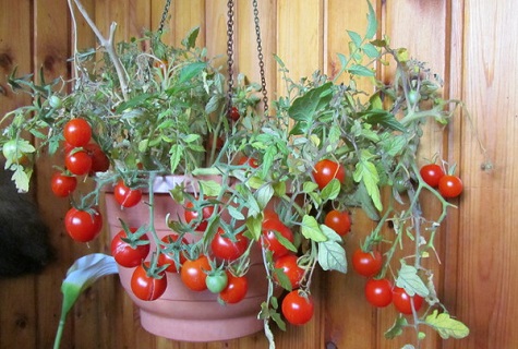 tomate dans un pot