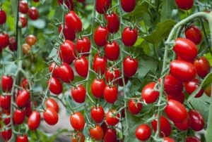 Sélection des variétés de tomates les plus douces pour les grands espaces et les serres