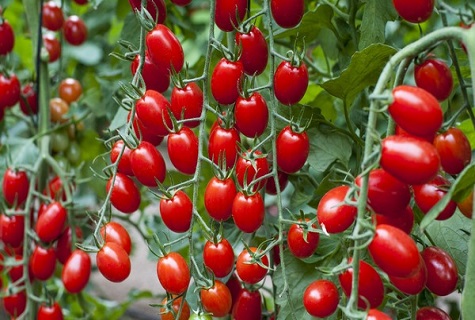 baies de tomates