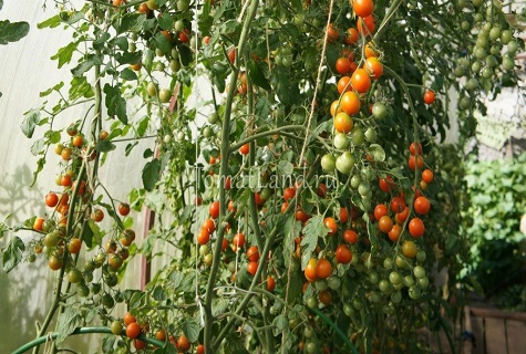 Selection of the sweetest varieties of tomatoes for open ground and greenhouses