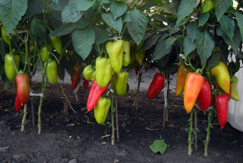 sweet peppers in the open field