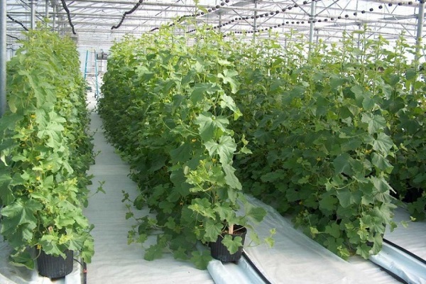 vines in the greenhouse